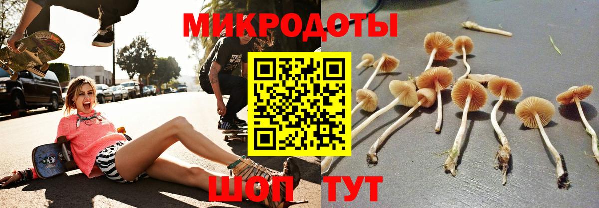 Псилоцибиновые грибы Psilocybe  Галлюциногенные грибы Psilocybe  Шадринск  купить наркотики сайты  Вход с VPN 